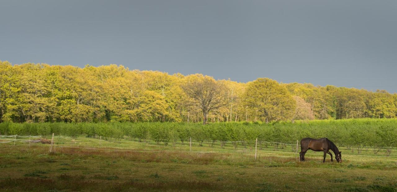Agriturismo Il Poggio Vetralla Exteriér fotografie